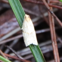Unidentified Tortricid moth (Tortricidae) at Moruya, NSW - 26 Mar 2022 by LisaH