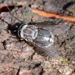 Dasybasis sp. (genus) (A march fly) at Moruya, NSW - 27 Mar 2022 by LisaH