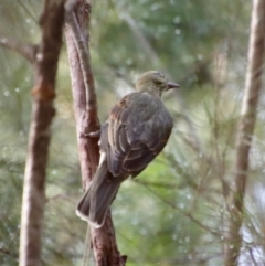 Oriolus sagittatus (Olive-backed Oriole) at Broulee Moruya Nature Observation Area - 26 Mar 2022 by LisaH