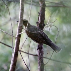 Oriolus sagittatus at Moruya, NSW - 27 Mar 2022