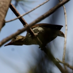 Oriolus sagittatus at Moruya, NSW - 27 Mar 2022