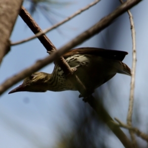 Oriolus sagittatus at Moruya, NSW - 27 Mar 2022