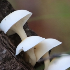 Unidentified Clubs/stalks on wood or on leaf/twig litter at Moruya, NSW - 26 Mar 2022 by LisaH