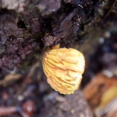 Unverified Fungus by LisaH