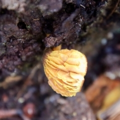 Unidentified Fungus at Moruya, NSW - 26 Mar 2022 by LisaH