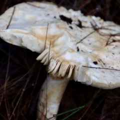 Unidentified Clubs/stalks on wood or on leaf/twig litter at Moruya, NSW - 26 Mar 2022 by LisaH