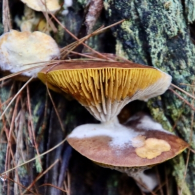 Unidentified Clubs/stalks on wood or on leaf/twig litter at Moruya, NSW - 26 Mar 2022 by LisaH