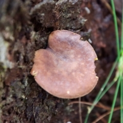 Unidentified Fungus (TBC) at Moruya, NSW - 26 Mar 2022 by LisaH