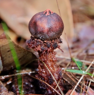 Calostoma fuscum (Common Prettymouth) at Moruya, NSW - 27 Mar 2022 by LisaH