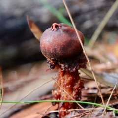 Calostoma fuscum at Moruya, NSW - suppressed