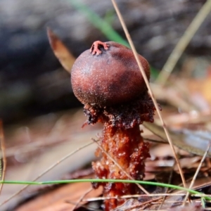 Calostoma fuscum at Moruya, NSW - suppressed