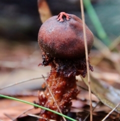 Calostoma fuscum at Moruya, NSW - suppressed