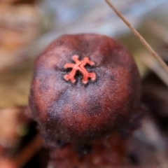 Calostoma fuscum at Moruya, NSW - suppressed