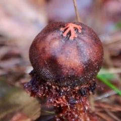 Calostoma fuscum at Moruya, NSW - suppressed