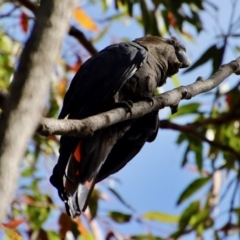 Calyptorhynchus lathami lathami (Glossy Black-Cockatoo) at Broulee Moruya Nature Observation Area - 27 Mar 2022 by LisaH