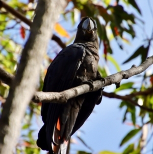 Calyptorhynchus lathami lathami at Moruya, NSW - 27 Mar 2022