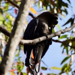 Calyptorhynchus lathami lathami at Moruya, NSW - suppressed