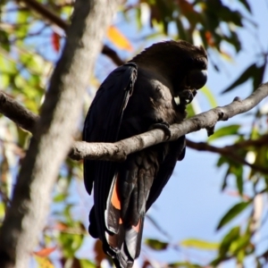 Calyptorhynchus lathami lathami at Moruya, NSW - 27 Mar 2022