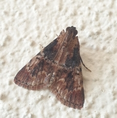 Orthaga thyrisalis (Teatree Web Moth) at Turner, ACT - 28 Mar 2022 by LD12