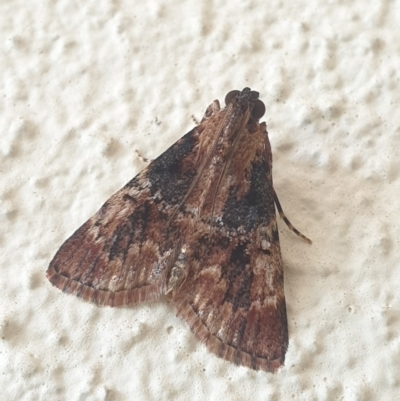 Orthaga thyrisalis (Teatree Web Moth) at Turner, ACT - 28 Mar 2022 by LD12