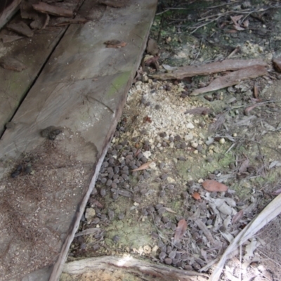 Unidentified Mammal at Broulee Moruya Nature Observation Area - 26 Mar 2022 by LisaH