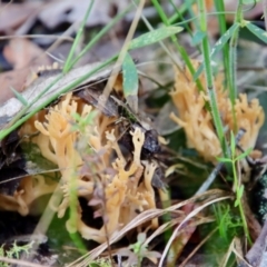 Unidentified Coralloid fungus, markedly branched (TBC) at Moruya, NSW - 27 Mar 2022 by LisaH