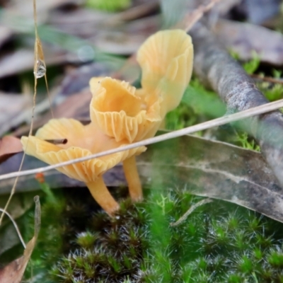 Hygrocybe sp. (Hygrocybe) at Moruya, NSW - 27 Mar 2022 by LisaH