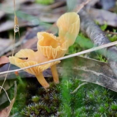 Unidentified Fungus at Moruya, NSW - 27 Mar 2022 by LisaH