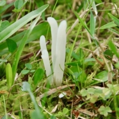 Unidentified Fungus at Moruya, NSW - 27 Mar 2022 by LisaH
