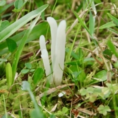 Unidentified Clubs/stalks on wood or on leaf/twig litter at Moruya, NSW - 27 Mar 2022 by LisaH