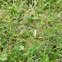 Clavaria fragilis group at Moruya, NSW - suppressed