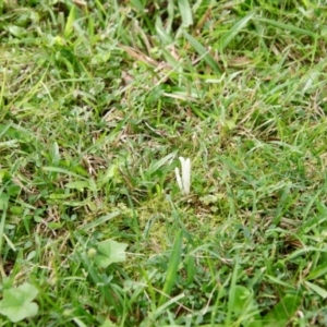 Clavaria fragilis group at Moruya, NSW - suppressed