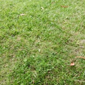 Clavaria fragilis group at Moruya, NSW - suppressed