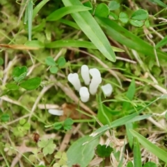 Clavaria fragilis group at Moruya, NSW - suppressed