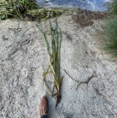 Unidentified Other Fresh Water Plant at Lake Sambell Reserve - 27 Mar 2022 by Sam73