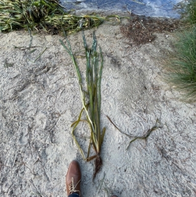 Vallisneria australis (Ribbonweed, Eelweed) at Beechworth, VIC - 28 Mar 2022 by Sam73