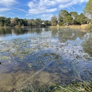 Vallisneria australis at Beechworth, VIC - 28 Mar 2022 09:29 AM