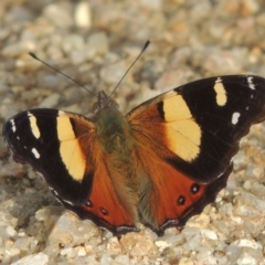 Vanessa itea (Yellow Admiral) at Paddys River, ACT - 30 Nov 2021 by michaelb