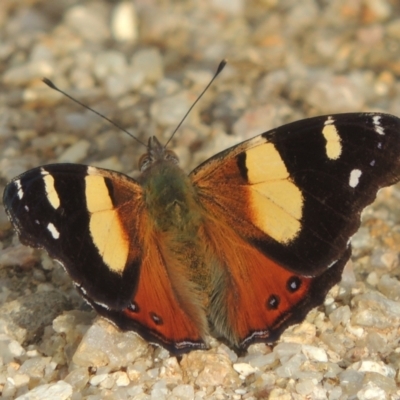 Vanessa itea (Yellow Admiral) at Paddys River, ACT - 30 Nov 2021 by michaelb