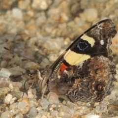 Vanessa itea at Paddys River, ACT - 30 Nov 2021