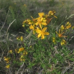 Hypericum perforatum (St John's Wort) at Tidbinbilla Nature Reserve - 30 Nov 2021 by michaelb