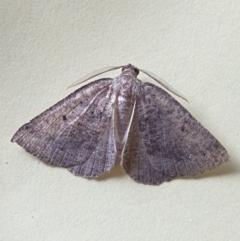 Amelora (genus) (Nacophorini (Ennominae)) at Turner, ACT - 28 Mar 2022 by LD12