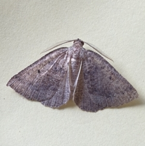 Amelora (genus) at Turner, ACT - 28 Mar 2022