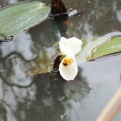 Ottelia ovalifolia subsp. ovalifolia (Swamp Lily) at Mount Painter - 26 Mar 2022 by CathB