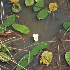 Ottelia ovalifolia subsp. ovalifolia at Cook, ACT - 26 Mar 2022 04:07 PM