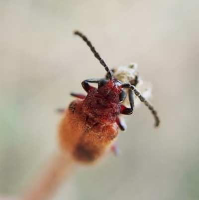 Poneridia macdonaldi (Leaf beetle) at Mount Painter - 25 Mar 2022 by CathB