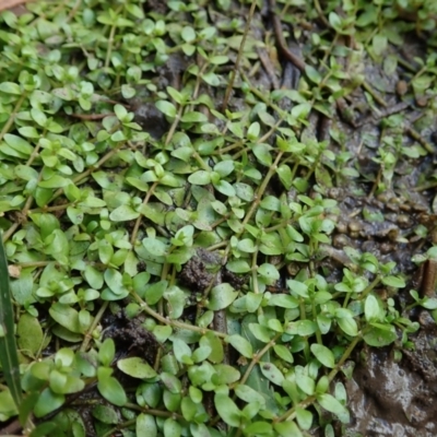 Elatine gratioloides (Waterwort) at Cook, ACT - 25 Mar 2022 by CathB