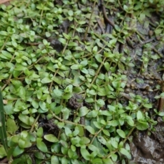 Elatine gratioloides (Waterwort) at Cook, ACT - 25 Mar 2022 by CathB