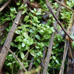 Elatine gratioloides at Cook, ACT - 25 Mar 2022