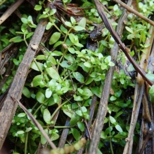 Elatine gratioloides at Cook, ACT - 25 Mar 2022